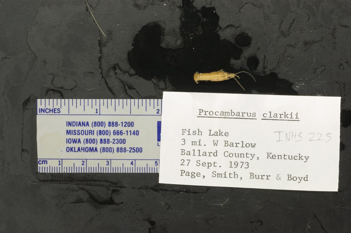 Procambarus clarkii image